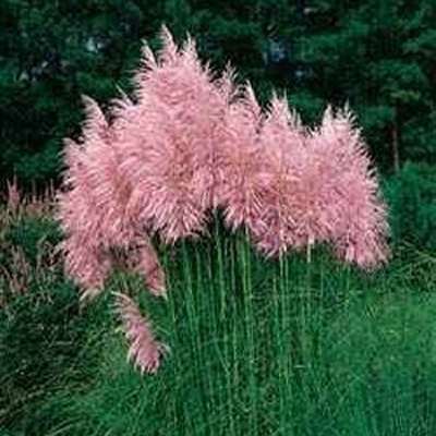 Pink Pampas Ornamental Grass - C. selloana rosea- 4&amp;quot; plant - 9GreenBox