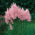 Pink Pampas Ornamental Grass - C. selloana rosea- 4&quot; plant - 9GreenBox