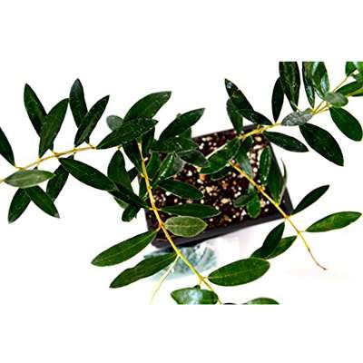 Olive Tree Bonsai with Water Tray and Fertilizer - 9GreenBox