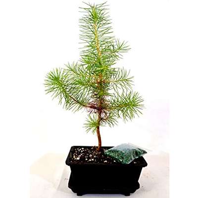 Japanese Black Pine Bonsai with Water Tray and Fertilizer - 9GreenBox