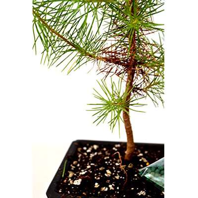 Japanese Black Pine Bonsai with Water Tray and Fertilizer - 9GreenBox