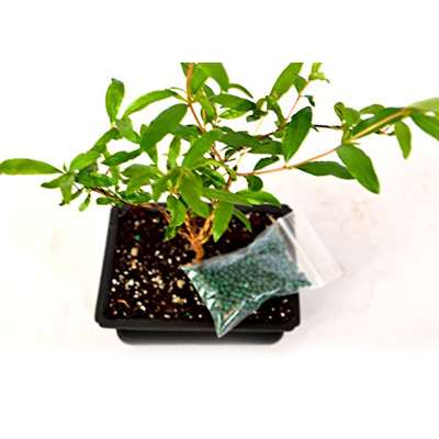 9GreenBox - Dwarf Pomegranate Mame Bonsai with Water Tray and Fertilizer - 9GreenBox
