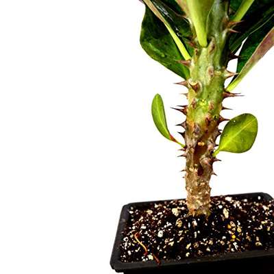 9GreenBox - Red Crown of Thorns Bonsai with Water Tray and Fertilizer - 9GreenBox
