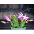 9GreenBox Pink Christmas Cactus Plant - Zygocactus - 4&quot; Pot - 9GreenBox