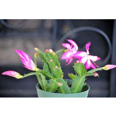 9GreenBox Pink Christmas Cactus Plant - Zygocactus - 4&amp;quot; Pot - 9GreenBox