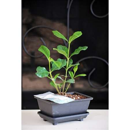 Gardenia Bonsai with Water Tray and Fertilizer - 9GreenBox