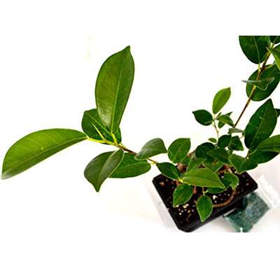 9GreenBox - Live Ginseng Ficus Bonsai Tree Bonsai - Small Ficus Retusa - Water Tray &amp; Fertilizer Gift - 9GreenBox