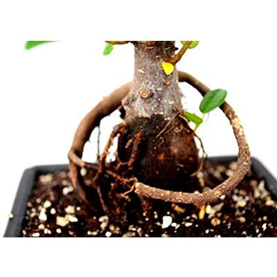 9GreenBox - Live Ginseng Ficus Bonsai Tree Bonsai - Small Ficus Retusa - Water Tray &amp; Fertilizer Gift - 9GreenBox