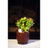 Live Jade Plant Bonsai - Crassula Ovuta - Indoor Bonsa - w/Fertilizer Gift - 9GreenBox