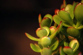 Live Jade Plant Bonsai - Crassula Ovuta - Indoor Bonsa - w/Fertilizer Gift - 9GreenBox
