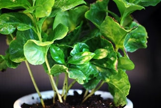 Arabica Coffee Plant Bonsai with Fertilizer - 9GreenBox
