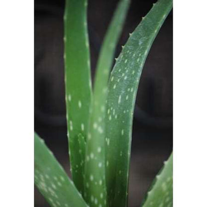 Live Aloe Vera - Indoor Bonsai - w/Fertilizer Gift Medicine Plant - 9GreenBox