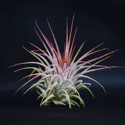 Live Air Plant - Bromeliad Tillandsia Ionantha - Easy to Care - Indoor - 9GreenBox