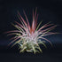 Live Air Plant - Bromeliad Tillandsia Ionantha - Easy to Care - Indoor - 9GreenBox