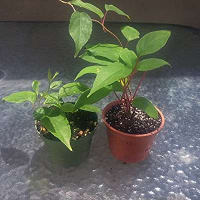 9GreenBox - 2 Hardy Kiwi Plants - Actinidia - Anna and Meader - 9GreenBox