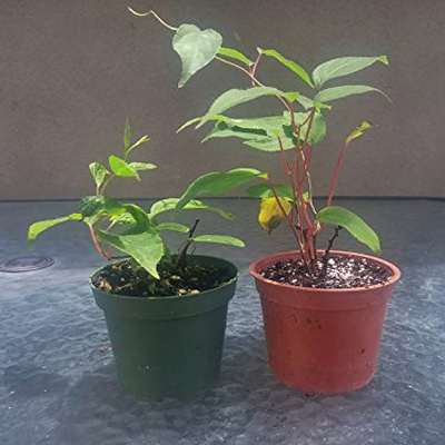 9GreenBox - 2 Hardy Kiwi Plants - Actinidia - Anna and Meader - 9GreenBox