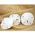 9GreenBox - Real 3 x Round Sand Dollar 3&quot; to 3.5&quot; Great For Holiday Ornament Decorating - 9GreenBox