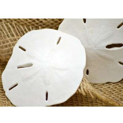 9GreenBox - Real 3 x Round Sand Dollar 3&amp;quot; to 3.5&amp;quot; Great For Holiday Ornament Decorating - 9GreenBox