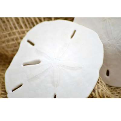 9GreenBox - Real 3 x Round Sand Dollar 3&amp;quot; to 3.5&amp;quot; Great For Holiday Ornament Decorating - 9GreenBox