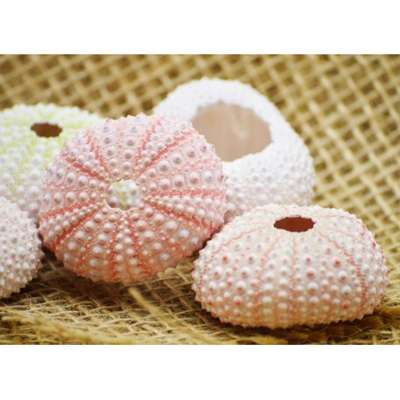 9GreenBox - Real 5 x Sea Urchin 1&amp;quot; to 2&amp;quot; Great For Holiday Ornament Decorating - 9GreenBox