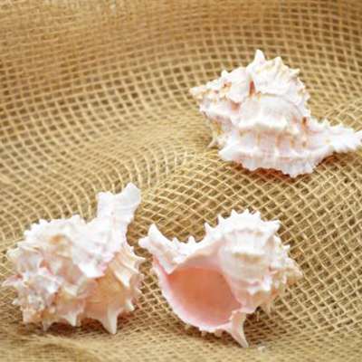 9GreenBox - Real 3 x Pink Murex Shell 3&amp;quot; to 3.5&amp;quot; Great For Holiday Ornament Decorating - 9GreenBox
