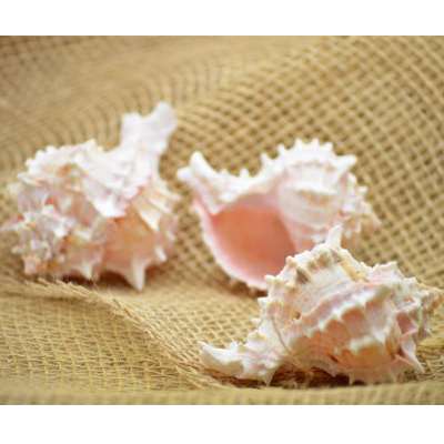 9GreenBox - Real 3 x Pink Murex Shell 3&amp;quot; to 3.5&amp;quot; Great For Holiday Ornament Decorating - 9GreenBox