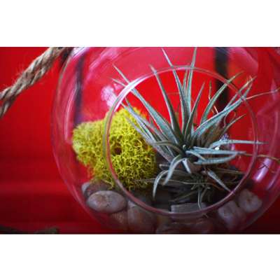 Air Plant - Terrarium Kit with Moss and Pebbles - 9GreenBox