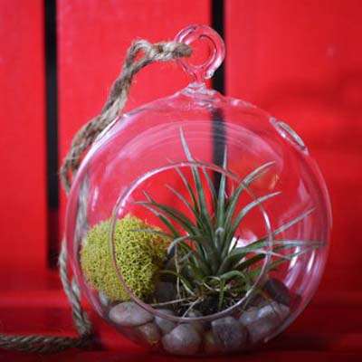 Air Plant - Terrarium Kit with Moss and Pebbles - 9GreenBox