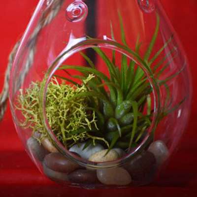 Air Plant - Tear Drop Terrarium Kit with Moss and Pebbles - 9GreenBox