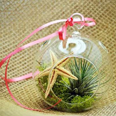 Air Plant - Terrarium Kit, Moss and Starfish with Red Ribbon - 9GreenBox