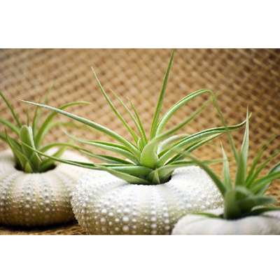 Air Plant Tillandsia Bromeliads 3 Gift Set with Sea Urchin Holiday - 9GreenBox