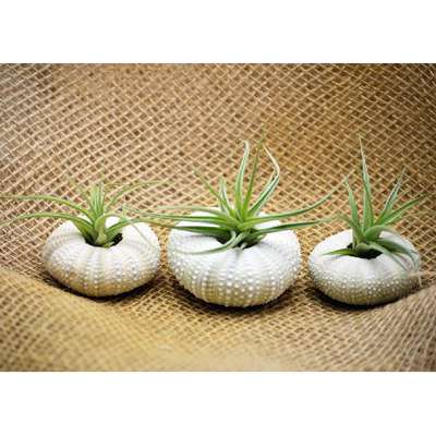Air Plant Tillandsia Bromeliads 3 Gift Set with Sea Urchin Holiday - 9GreenBox