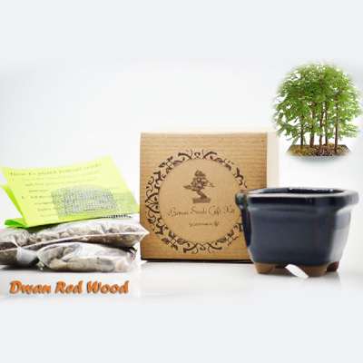 Dawn Red-Wood Bonsai Seed Kit- Gift - Complete Kit to Grow - 9GreenBox