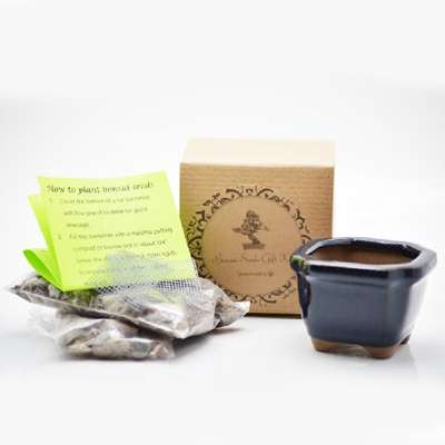Dawn Red-Wood Bonsai Seed Kit- Gift - Complete Kit to Grow - 9GreenBox