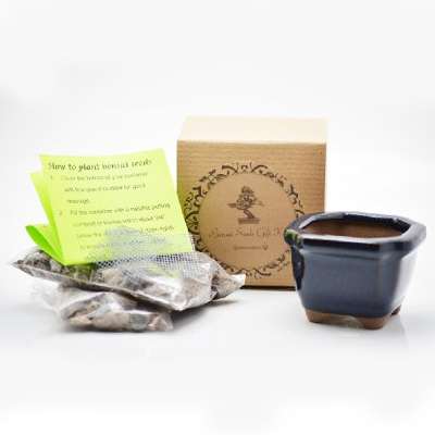 Japanese Black Pine Bonsai Seed Kit- Gift - Complete Kit to Grow - 9GreenBox