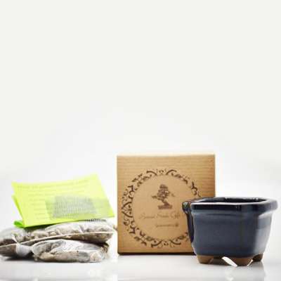 9GreenBox - Chinese DogWood Bonsai Seed Kit- Gift - Complete Kit to Grow Chinese DogWood Bonsai Bonsai from Seed - 9GreenBox