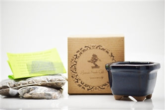 Chinese Juniper Bonsai Seed Kit- Gift - Complete Kit to Grow - 9GreenBox