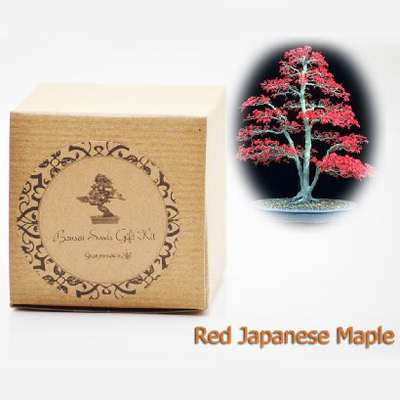 Red Japanese Maple Bonsai Seed Kit- Gift - Complete Kit to Grow - 9GreenBox