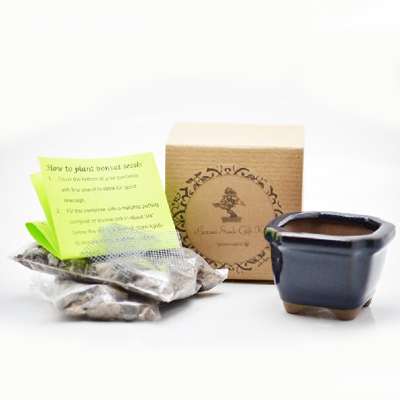 Red Japanese Maple Bonsai Seed Kit- Gift - Complete Kit to Grow - 9GreenBox