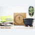 Giant Sequoia Bonsai Seed Kit- Gift - Complete Kit to Grow - 9GreenBox