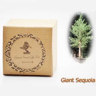 Giant Sequoia Bonsai Seed Kit- Gift - Complete Kit to Grow - 9GreenBox