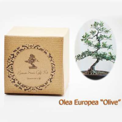Olea Europea &quot;Olive&quot; Bonsai Seed Kit- Gift - Complete Kit to Grow - 9GreenBox