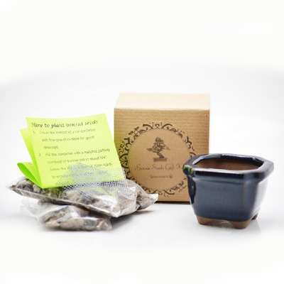Olea Europea &quot;Olive&quot; Bonsai Seed Kit- Gift - Complete Kit to Grow - 9GreenBox