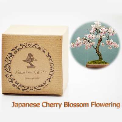 Japanese Cherry Blossom Flowering Bonsai Seed Kit- Gift - Complete Kit to Grow - 9GreenBox