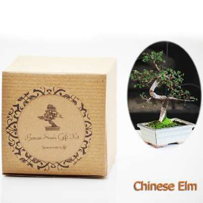 Chinese Elm Bonsai Seed Kit- Gift - Complete Kit to Grow - 9GreenBox