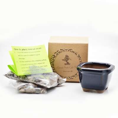 Chinese Elm Bonsai Seed Kit- Gift - Complete Kit to Grow - 9GreenBox