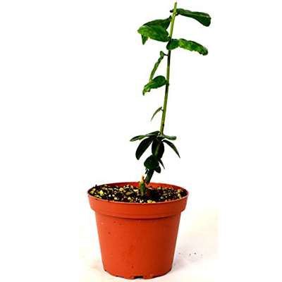 Arabian Jasmine Plant - Grand Duke of Tuscany - Fragrant - 4&amp;quot; Pot - 9GreenBox