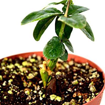 Arabian Jasmine Plant - Grand Duke of Tuscany - Fragrant - 4&amp;quot; Pot - 9GreenBox
