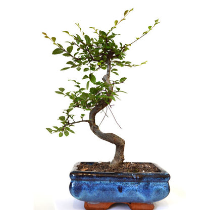 Chinese Elm Bonsai Tree - 9GreenBox