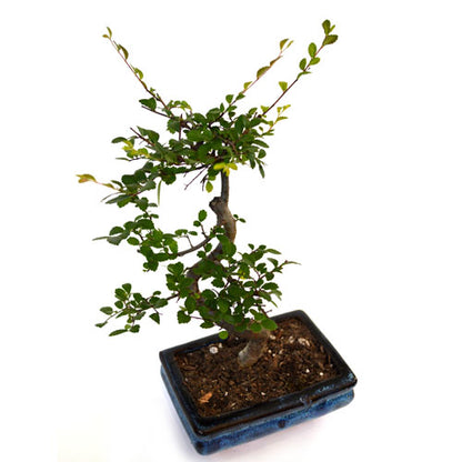 Chinese Elm Bonsai Tree - 9GreenBox